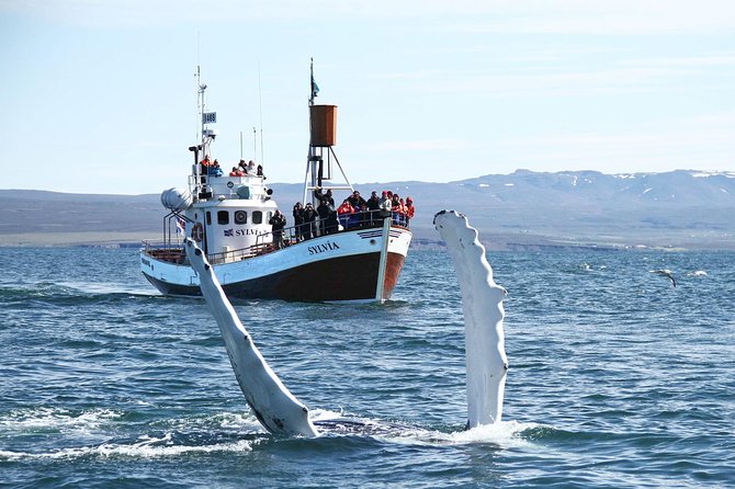 Traditional Whale Watching from Húsavík by Local Family Company - Guides, commentary, and the value of a good spotter