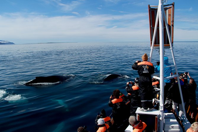 Traditional Whale Watching from Húsavík by Local Family Company - Warm clothing helps, but prepare for rough water