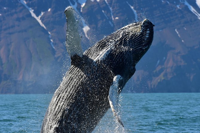 Traditional Whale Watching from Húsavík by Local Family Company - Is $102.58 a fair price?