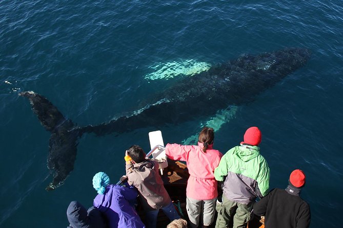 Traditional Whale Watching from Húsavík by Local Family Company - Who will enjoy this Húsavík whale trip