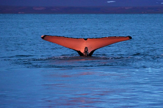 Traditional Whale Watching from Húsavík by Local Family Company - Searching for whales in Skjálfandi Bay