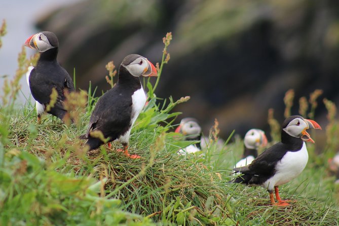 Two-In-One: Whale & Puffin Watching Tours from Reykjavik - Start at Reykjavik’s Old Harbour