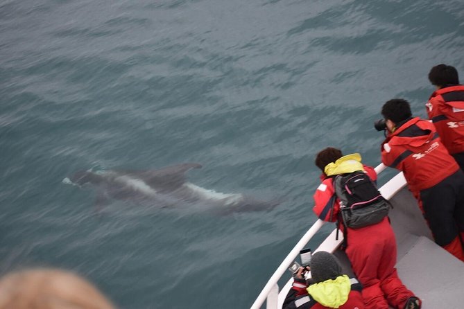 Two-In-One: Whale & Puffin Watching Tours from Reykjavik - The Lundey Puffin Cruise Takes You Close, Not Onto the Island