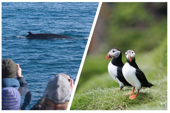 Two-In-One: Whale & Puffin Watching Tours from Reykjavik - Faxaflói Bay Requires Patience