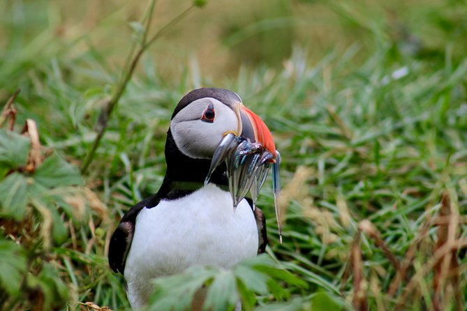 Two-In-One: Whale & Puffin Watching Tours from Reykjavik - Comfort Is Better on the Whale Boat
