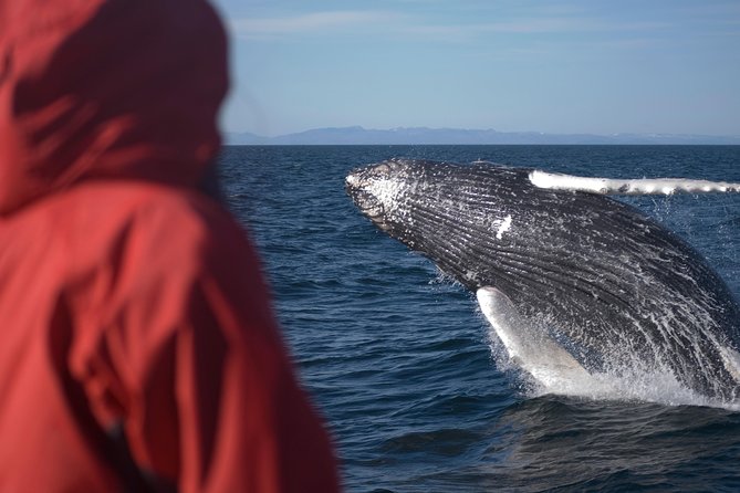 Two-In-One: Whale & Puffin Watching Tours from Reykjavik - The Guides Make the Difference