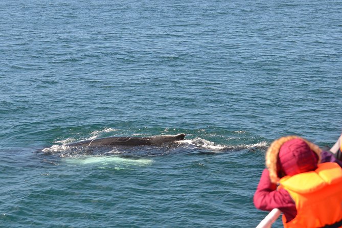 Two-In-One: Whale & Puffin Watching Tours from Reykjavik - What the $140 Price Really Buys