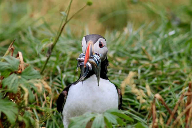 Two-In-One: Whale & Puffin Watching Tours from Reykjavik - Use the Harbor Break for Food and a Reset