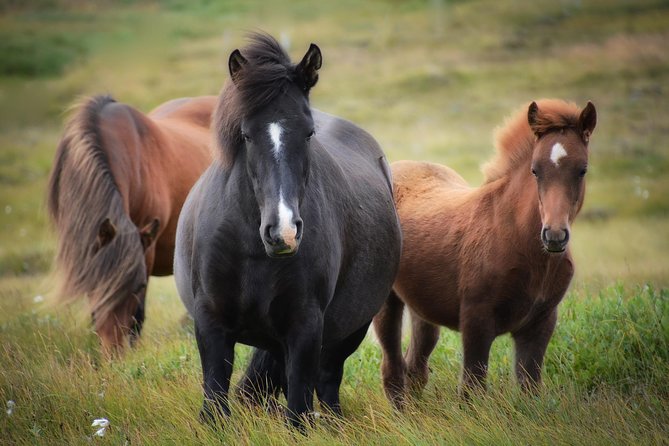Viking Horse Riding and Golden Circle Tour from Reykjavik - Thingvellir: history and the meeting of tectonic plates