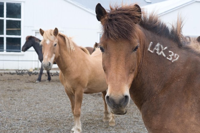 Viking Horse Riding and Golden Circle Tour from Reykjavik - Gullfoss: the visual high point of the afternoon