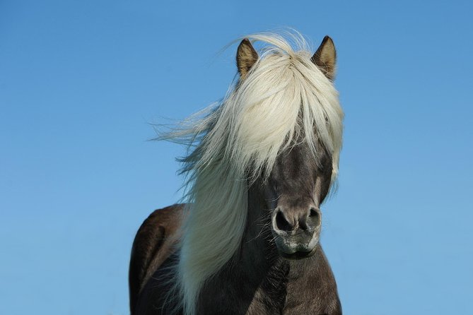 Viking Horse Riding and Golden Circle Tour from Reykjavik - What the $213.97 price really covers