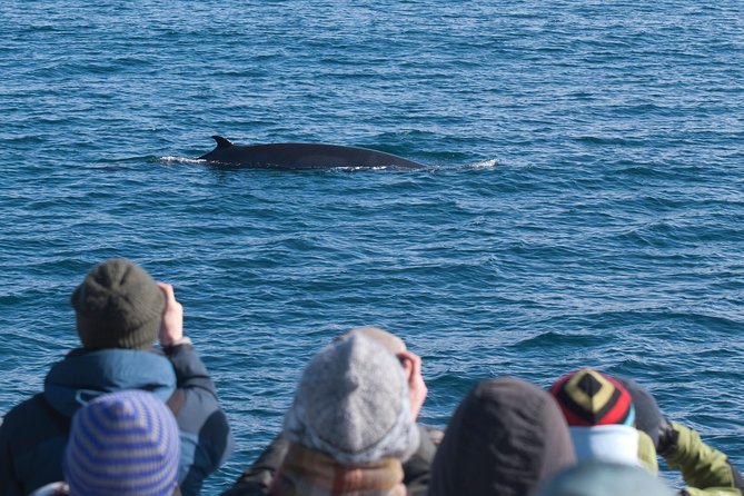 Whale Watching and Golden Circle Tour from Reykjavik - Key points at a glance