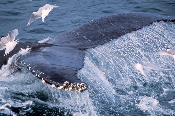 Whale Watching and Golden Circle Tour from Reykjavik - Gullfoss, the Golden Circle’s great waterfall