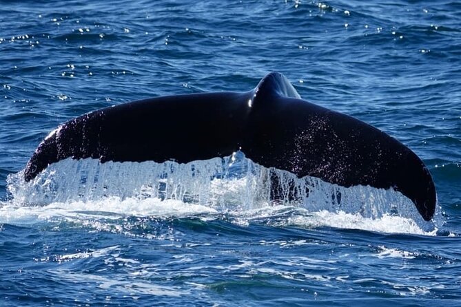 Whale Watching and Marine Life Tour in Reykjavik - The whales, dolphins, and porpoises you may see