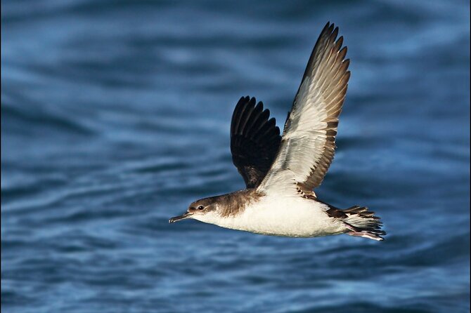Whale Watching and Marine Life Tour in Reykjavik - Puffin Island, Engey, and Viðey