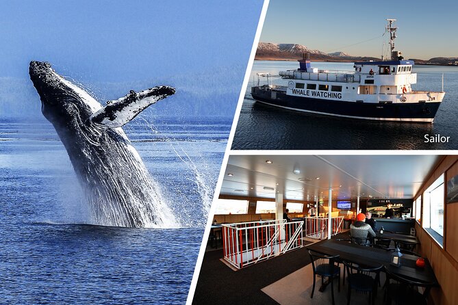 Whale Watching and Marine Life Tour in Reykjavik - How the three hours usually feel