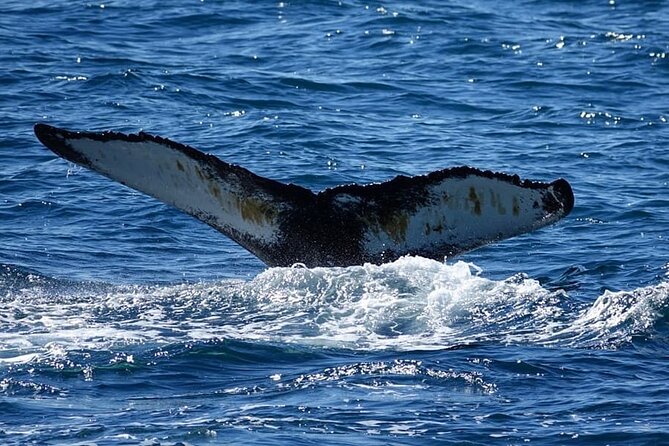 Whale Watching and Marine Life Tour in Reykjavik - Who should book this Reykjavik whale tour?