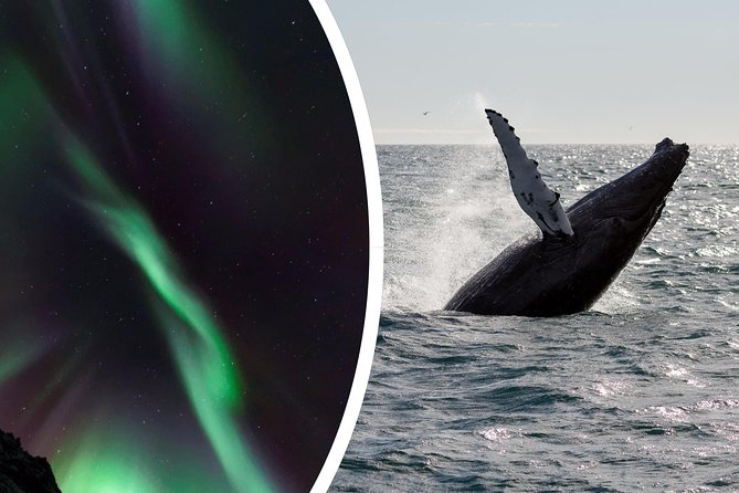 Whale Watching and Northern Lights Half-Day Combo Tour - Warm overalls and a sensible approach to seasickness