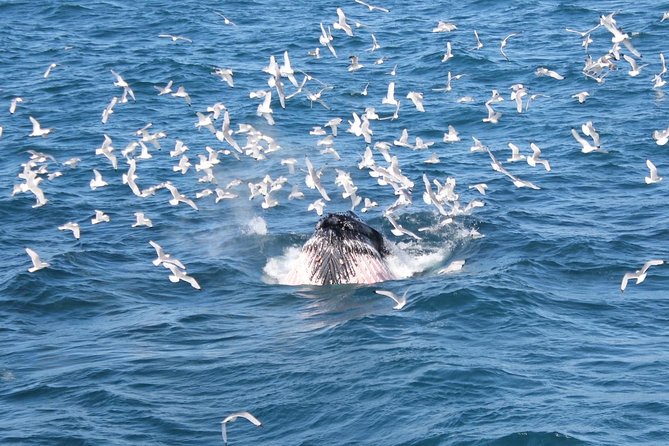 Whale Watching and Northern Lights Half-Day Combo Tour - The afternoon break is part of the plan