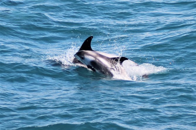 Whale Watching and Northern Lights Half-Day Combo Tour - Who should book this combo?