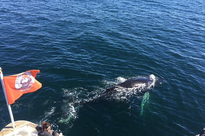 Whale Watching and Northern Lights Half-Day Combo Tour - Starting at Geirsgata 11 in Reykjavik