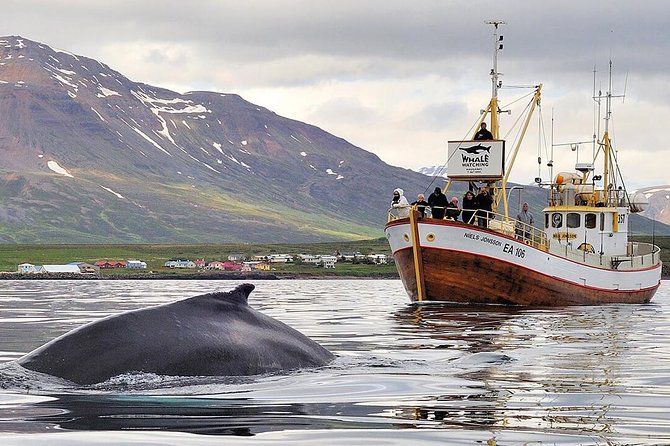 Whale Watching and Sea Angling Tour - Why Hauganes works for a whale trip