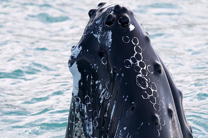 Whale Watching and Sea Angling Tour - Whale watching first, fishing second