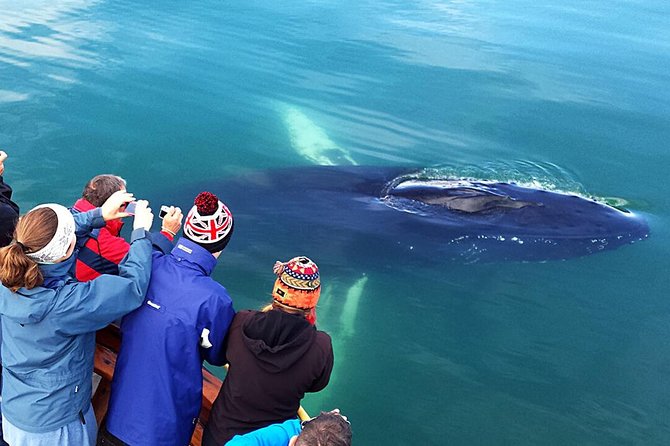 Whale Watching and Sea Angling Tour - Weather, cancellations, and what to pack
