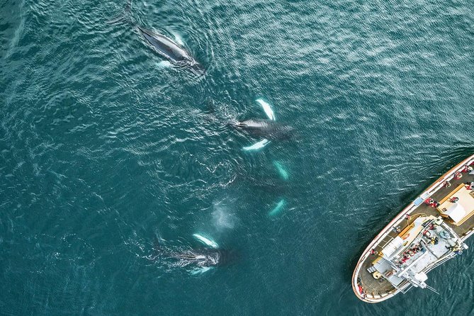 Whale Watching and Sea Angling Tour - Should you book it?