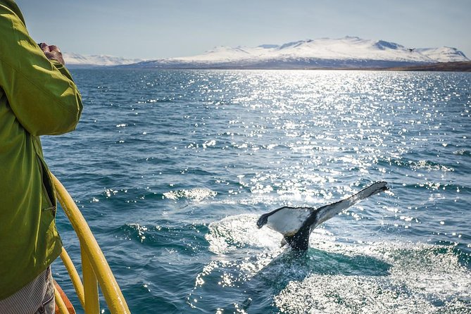 Whale Watching and Sea Angling Tour - Warm suits, coffee, and a family-friendly setup