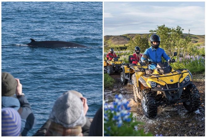 Whale Watching & ATV Adventure from Reykjavik - Why this combination works so well