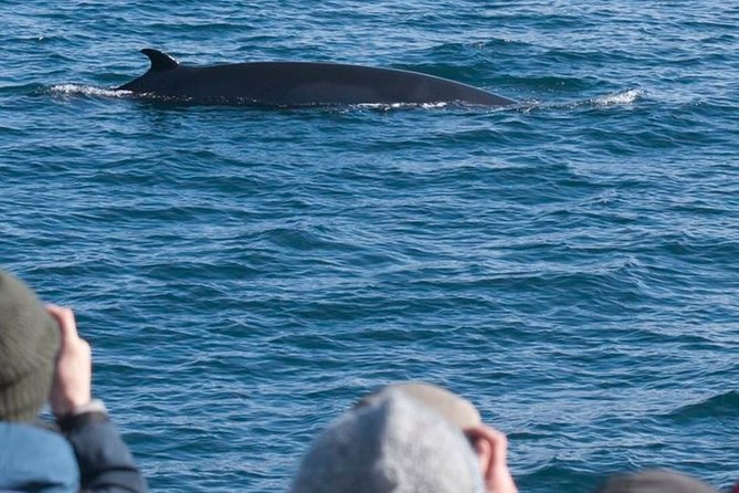 Whale Watching & ATV Adventure from Reykjavik - Starting at Lambhagi with the ATV team