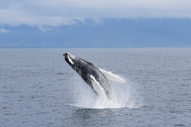 Whale-Watching Boat Tour with Expert Guide from Reykjavik - Sailing from Reykjavik’s Old Harbor