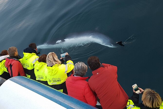 Whale-Watching Boat Tour with Expert Guide from Reykjavik - Staying warm without missing the action