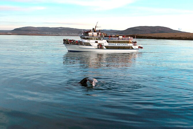 Whale-Watching Boat Tour with Expert Guide from Reykjavik - What happens when wildlife does not appear