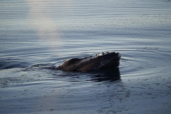 Whale-Watching Boat Tour with Expert Guide from Reykjavik - Weather, cancellations, and rough-water reality