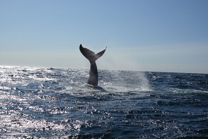 Whale Watching Cruise on a Yacht in Reykjavik - Sailing from Reykjavik’s Old Harbour