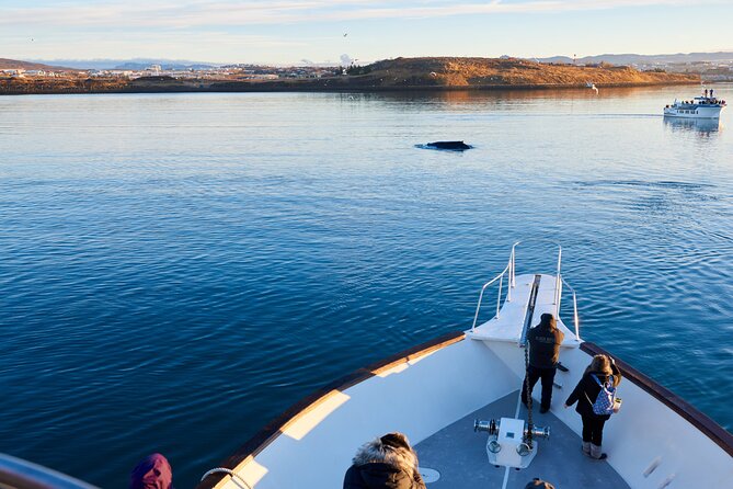 Whale Watching Cruise on a Yacht in Reykjavik - What you see around Harpa, Engey, and Viðey