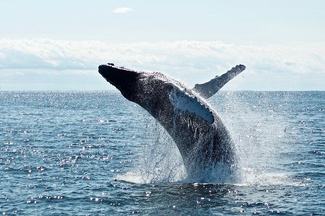 Whale Watching Cruise on a Yacht in Reykjavik - The yacht, viewing decks, and indoor comfort