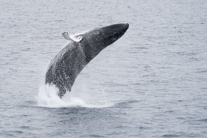 Whale Watching Cruise on a Yacht in Reykjavik - The guide and the value of an informed crew