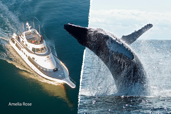 Whale Watching Cruise on a Yacht in Reykjavik - Price and what the $102 cost means
