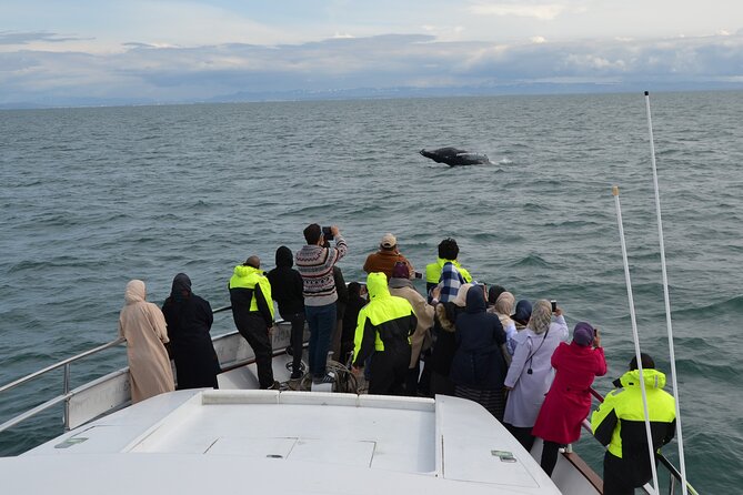 Whale Watching & Dolphin Yacht Cruise - What the guide adds to the trip
