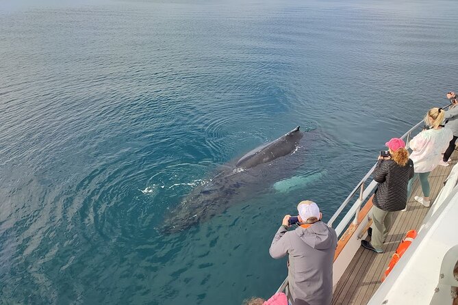 Whale Watching & Dolphin Yacht Cruise - Observation decks, cabins, and cold-weather comfort