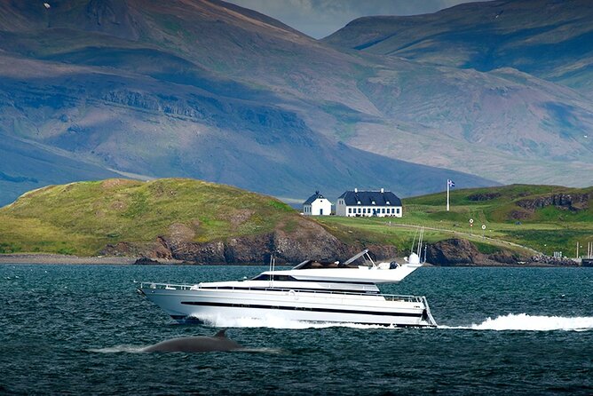Whale Watching & Dolphin Yacht Cruise - Respect for whales and space on board
