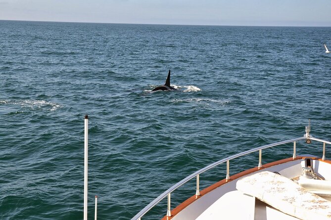 Whale Watching & Dolphin Yacht Cruise - The value of a $108.61 ticket