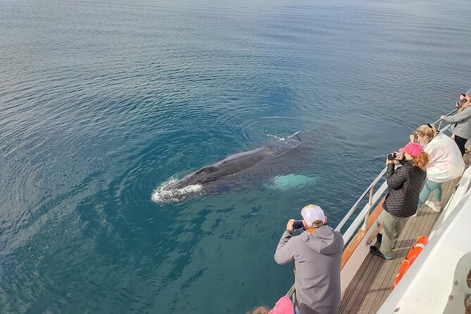 Whale Watching & Dolphin Yacht Cruise - How weather and season affect your choice
