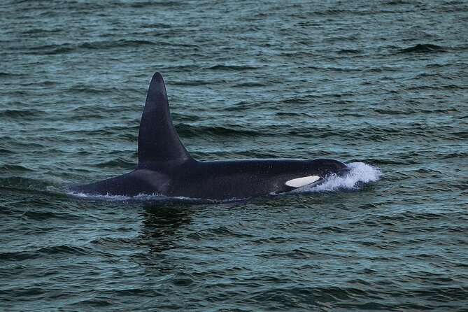 Whale Watching & Dolphin Yacht Cruise - Who will enjoy this yacht cruise most