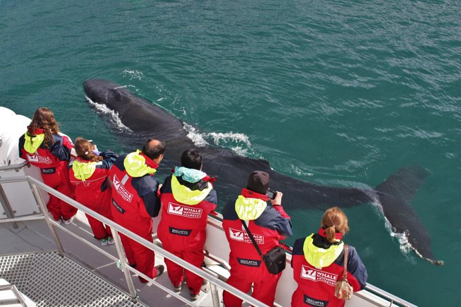Whale Watching from Downtown Akureyri - Key details before you book