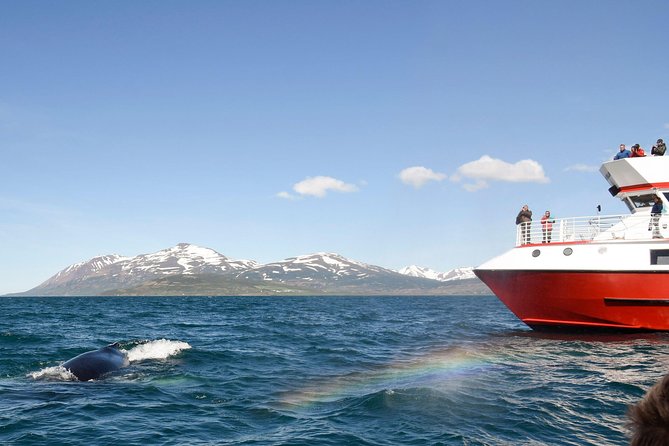 Whale Watching from Downtown Akureyri - Leaving central Akureyri for Eyjafjord