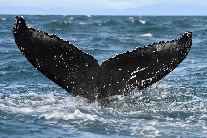 Whale Watching from Downtown Akureyri - What makes the crew useful
